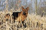 BERGER ALLEMAND 851